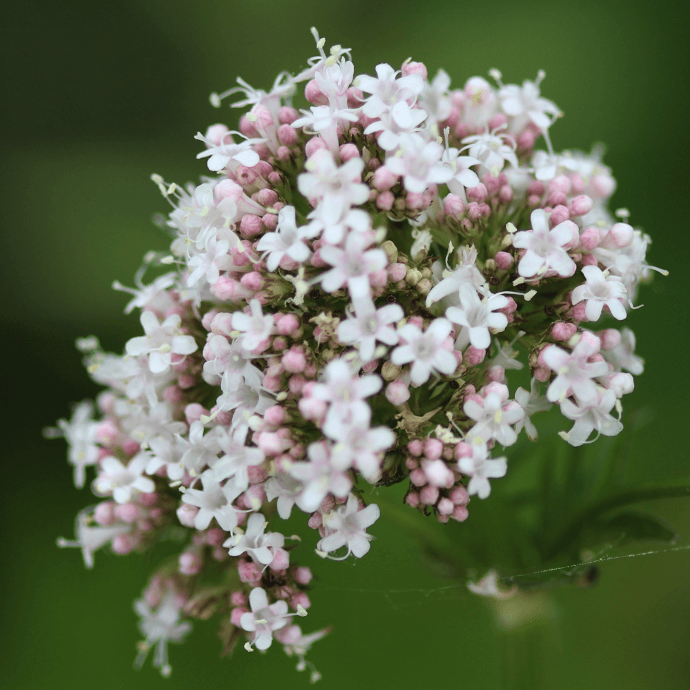 Valerian Root is one of the ingredients used by Revvl Health for its many health benefits. Commonly used for sleep support, Valerian Root can be used to naturally support people dealing with migraines, fatigue, stomach cramps, insomnia and more. 